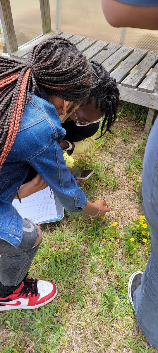 6th graders at <a href="/MartinCoSchNC/">MartinCountySchoolsNC</a> looked at the biodiversity at their school with <a href="/seekbyinat/">Seek by iNaturalist</a>. We worked on local and global food webs. Thanks again to <a href="/NCGSKFound/">NC GlaxoSmithKline F</a> for the wonderful partnership #citizenscience <a href="/CHudsonSTEM/">Cliff Hudson</a> <a href="/rmp4412/">Rachael Polmanteer</a>