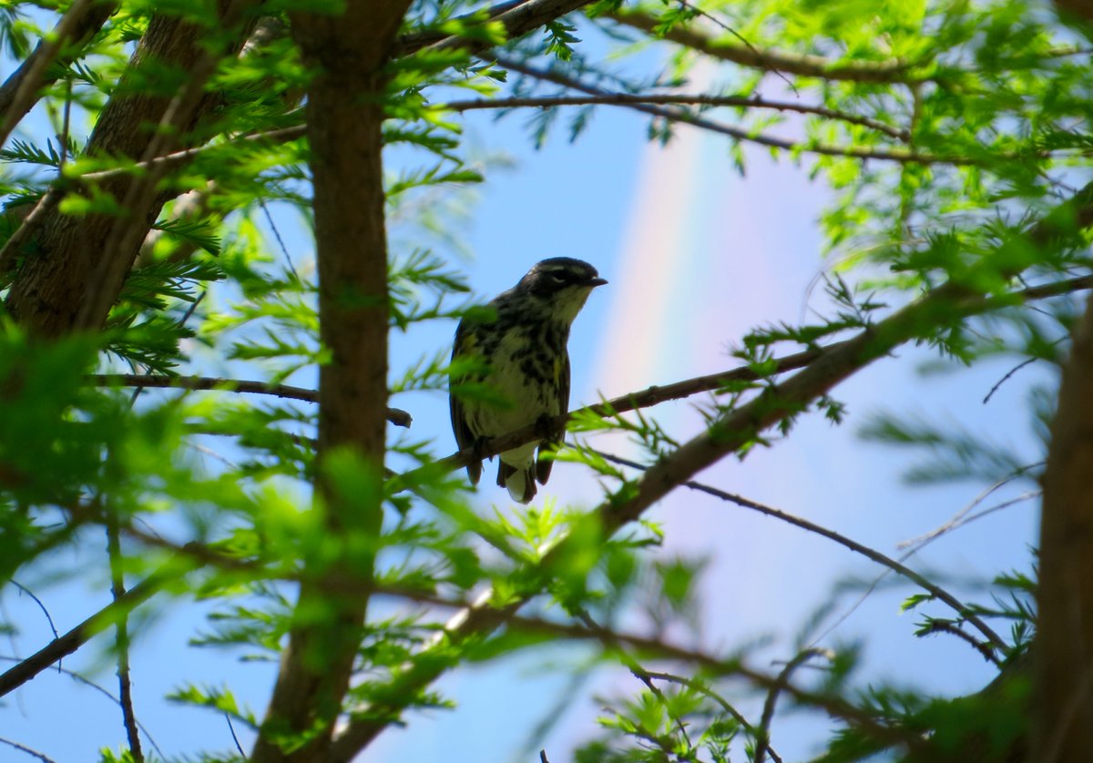 HelloGreenway's tweet photo. Make sure to sign up for this year's Big Day Boston - a friendly birding competition to see who can spot the highest number of species in a single day in Boston on May 6! Sign up here: https://t.co/3HFdpCe7Ls https://t.co/MxRGTz0swE
