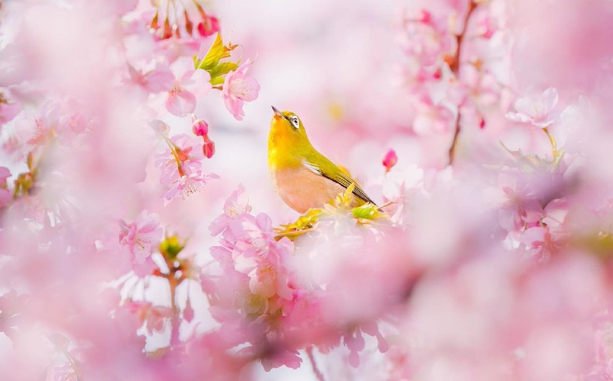 🐦
𝟚𝟛₀₄𝟐𝟒

🌼🐦🌼🌹
Being politically correct does not guarantee being morally correct. Sometimes we sacrifice our values and standards because of social pressure or fear of others' judgment. 
 *Noah Johnson.