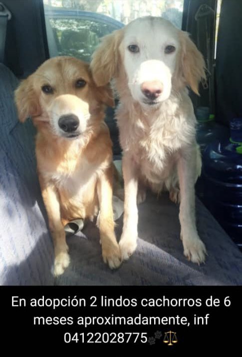 NataliaSR75's tweet photo. Caso de ADOPCIÓN (caso de terceros). Se busca adopción para esos lindos CACHORROS 🐶🐶 se encuentran en Caracas. Están vacunados y esterilizados. Contactar por el teléfono que aparece en la foto. RT RT RT masivo 🙏🏻 https://t.co/ZomoFzWGJi