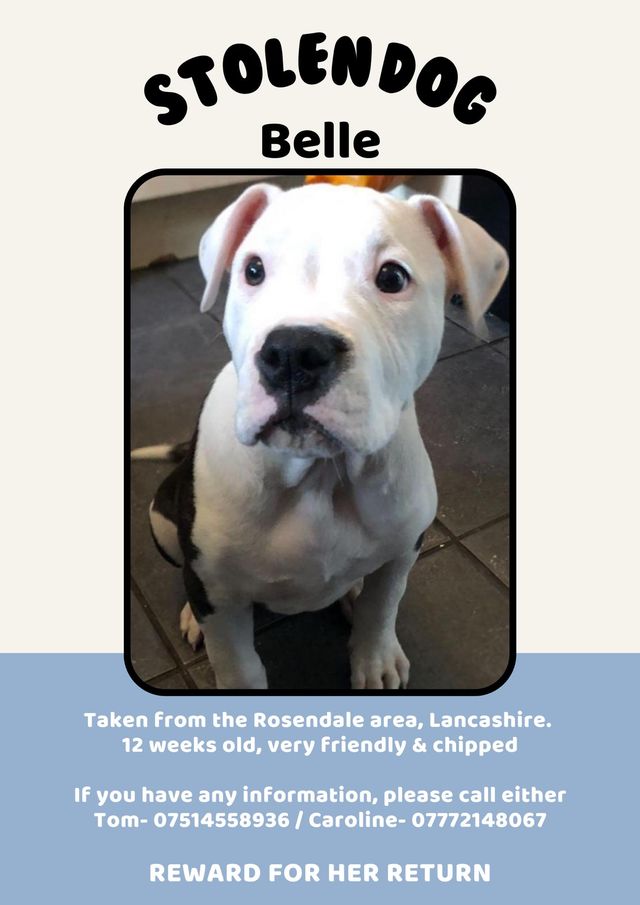 The_Animal_Team's tweet photo. #AmBull Bella Pink, female #AmBull White face & front, brindle on back & top of tail, #missing from #HillRise #Haslingden #Rossendale #BB4 area, #NorthWest since Saturday, 22/4/23. DL: https://t.co/uctBSURqEu #MissingDog #dogsoftwitter #LostDog https://t.co/lcZBvJnZYf