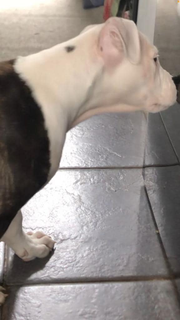 The_Animal_Team's tweet photo. #AmBull Bella Pink, female #AmBull White face & front, brindle on back & top of tail, #missing from #HillRise #Haslingden #Rossendale #BB4 area, #NorthWest since Saturday, 22/4/23. DL: https://t.co/uctBSURqEu #MissingDog #dogsoftwitter #LostDog https://t.co/lcZBvJnZYf