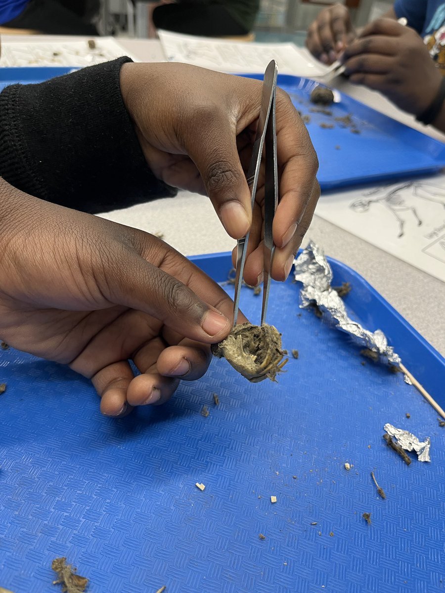 kcollazo's tweet image. #OwlPellets never get old, especially with 4th graders who couldn’t say “gross” enough during the directions, but then whined when we had to stop! 🦉🐁 #DoScience #STEM