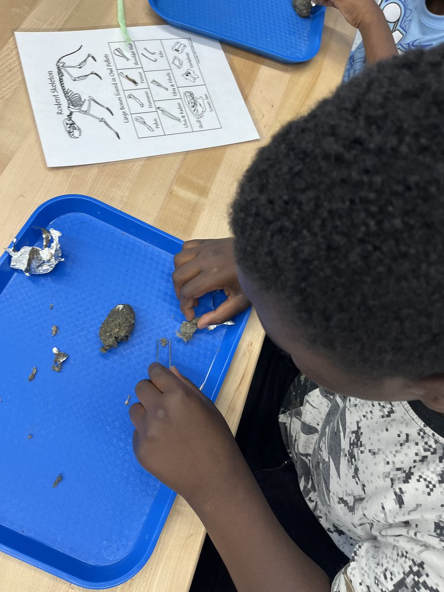 kcollazo's tweet image. #OwlPellets never get old, especially with 4th graders who couldn’t say “gross” enough during the directions, but then whined when we had to stop! 🦉🐁 #DoScience #STEM