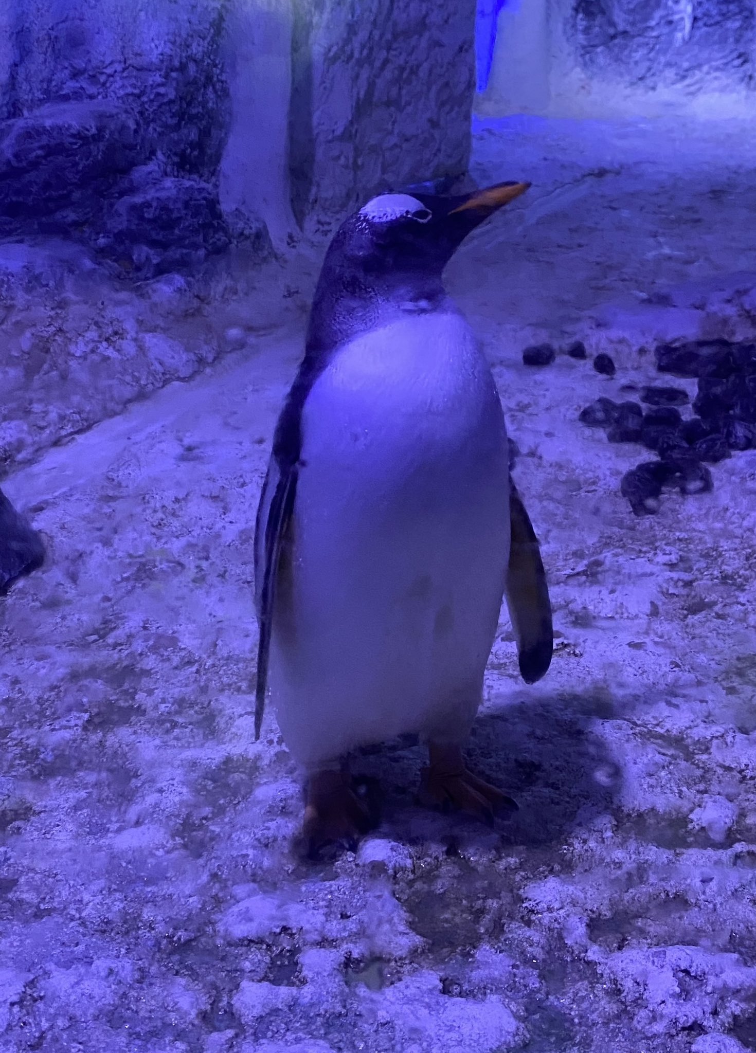 Regis Altare 🎇 @holoTEMPUS on Twitter: "@Ver_Vermillion we should go to