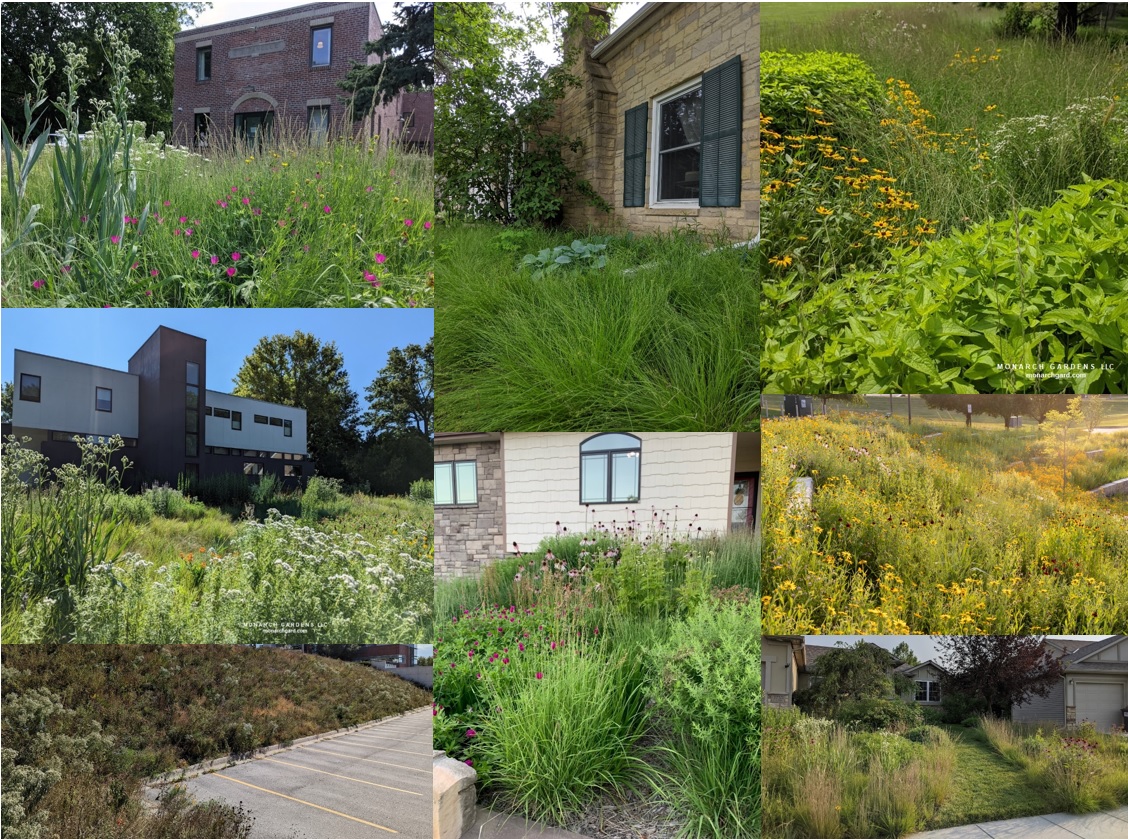 Native plants are weedy? So is a lawn. Lawns are weeds. And lawns need so much work to keep them looking like lawns -- so many wasteful and harmful inputs. Lawns are like needy boyfriends. Native plants are like soul mates. Rethink pretty.