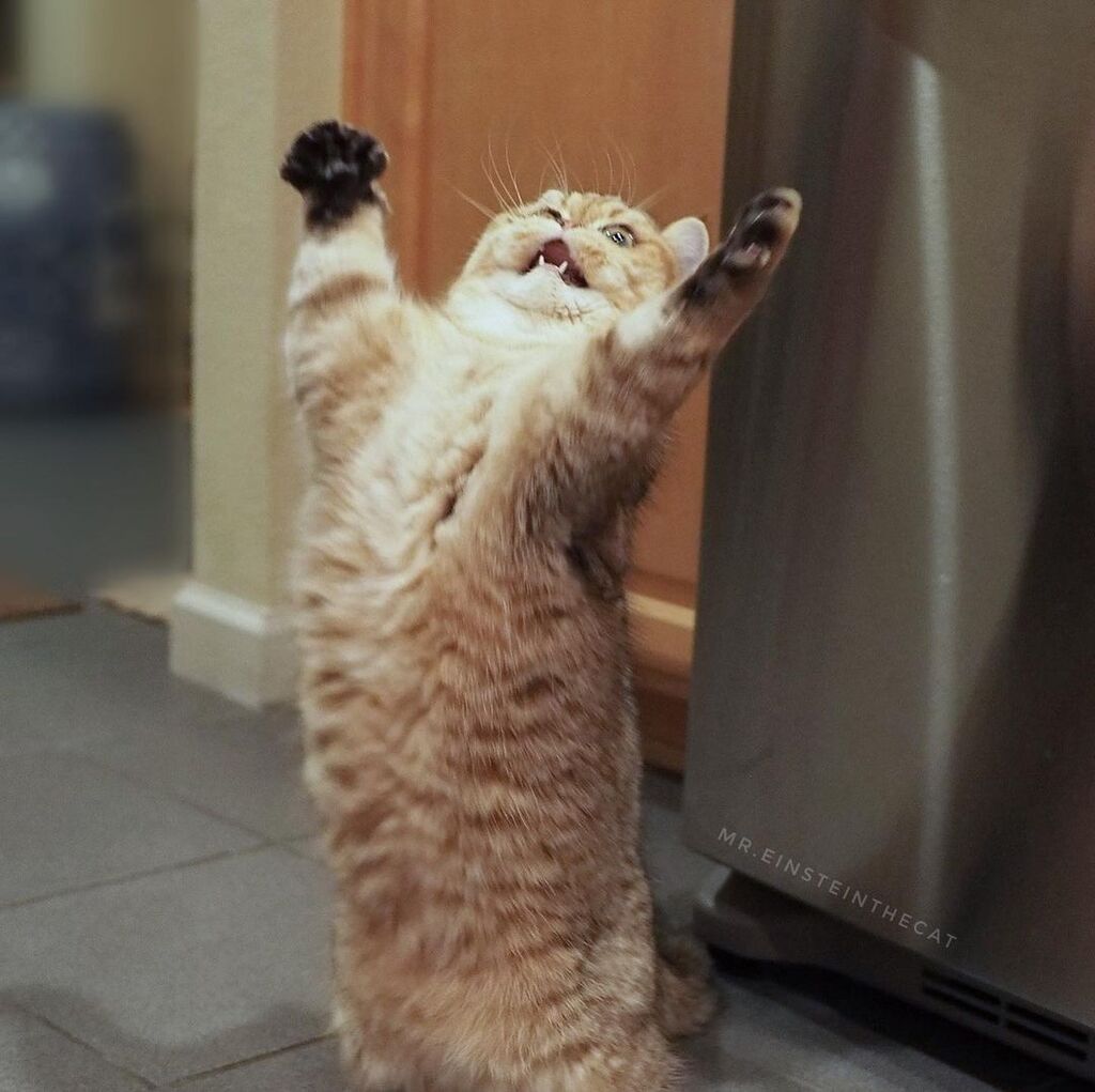 KitNipBox's tweet photo. This fly is no match for my murder mittens.🧤 #CyaFly #KitNipBox 

[via Instagram I @mr.einsteinthecat] https://t.co/5osMs1yPfm https://t.co/6Qd3r3aJ4L