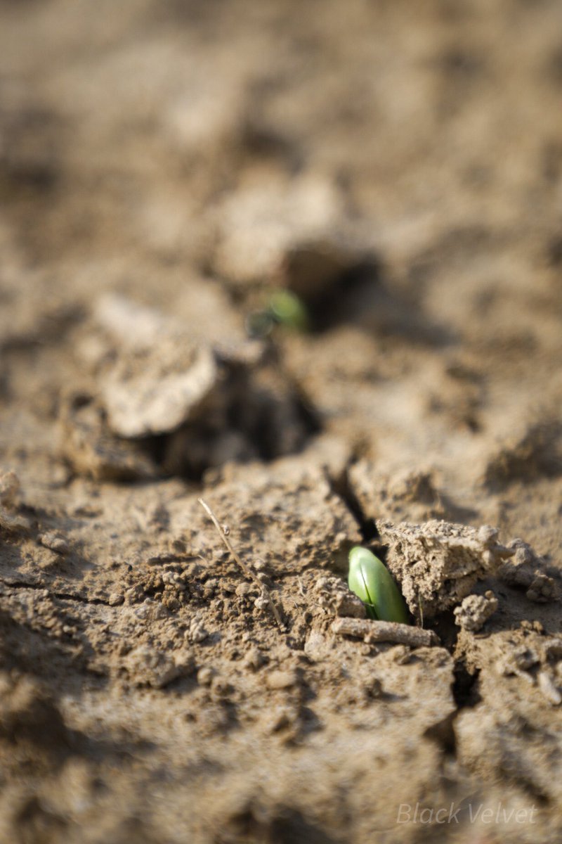 PyetheBioGuy's tweet photo. I love this time of year. After months of planning, the plan is in motion! I’m excited to see what we’ll learn this year and what we’ll have to adjust. It’s all part of helping our customers make the best, data backed decisions for their crops. https://t.co/cSo2hClPbL