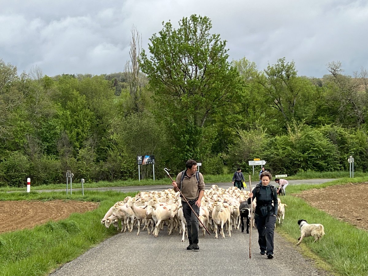 GILOTPYRENEES's tweet photo. Top depart pour la 3ème Annee consécutive 170km du ⁦#gers aux #hautespyrenees ! Arrivée prévue mi mai. Temps de partage et de sensibilisation.
Démonstration d’un patrimoine vivant ! Illustration de la reconnaissance au ⁦@FrancePci⁩ ⁦@ffcunesco⁩ https://t.co/1oB25WZ2wH