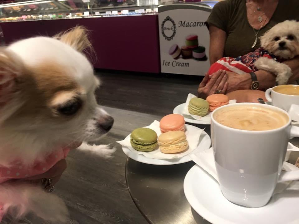 PrincessAvaBiso's tweet photo. Don’t you just love having coffee ☕️ with friends? Would you like to have coffee with me?

#PrincessAvaBisou #puppymillsurvivor #PrisonertoPrincess #endpuppymills #coffeewithme #apetstorepuppyISapuppymillpuppy #dontbuythepetstorelies #dogsofinstagram #dogsoftwitter https://t.co/5MDWxA4FpR