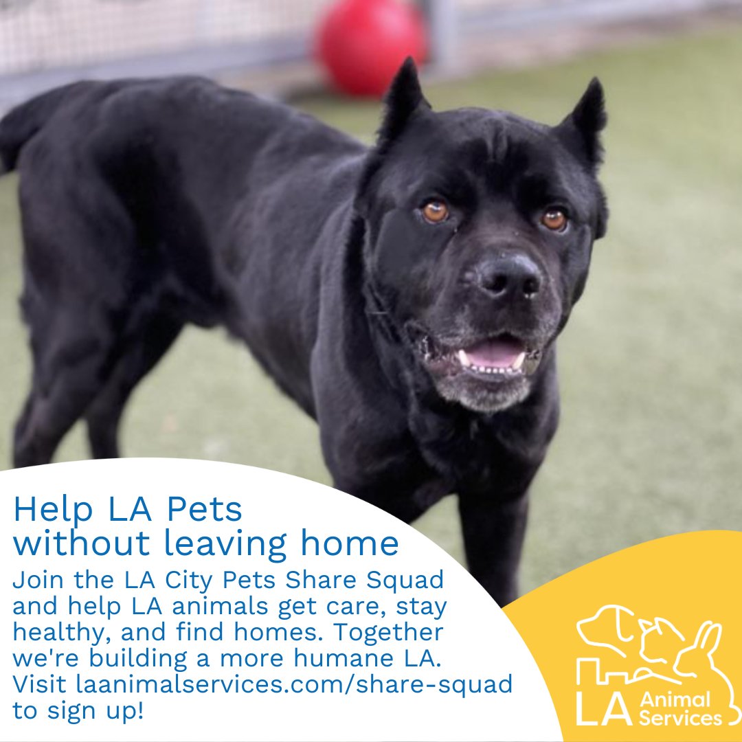LACityPets's tweet photo. LA City Pets Share Squad is a group of people that help get the word out about caring for LAβs animals.
Together, we can make a difference for all animals - so sign up now and join us by visiting https://t.co/rKHTRvbxko #lacitypets #sharesquad #adopt #foster #petsofLA https://t.co/mhbqQz1ewr