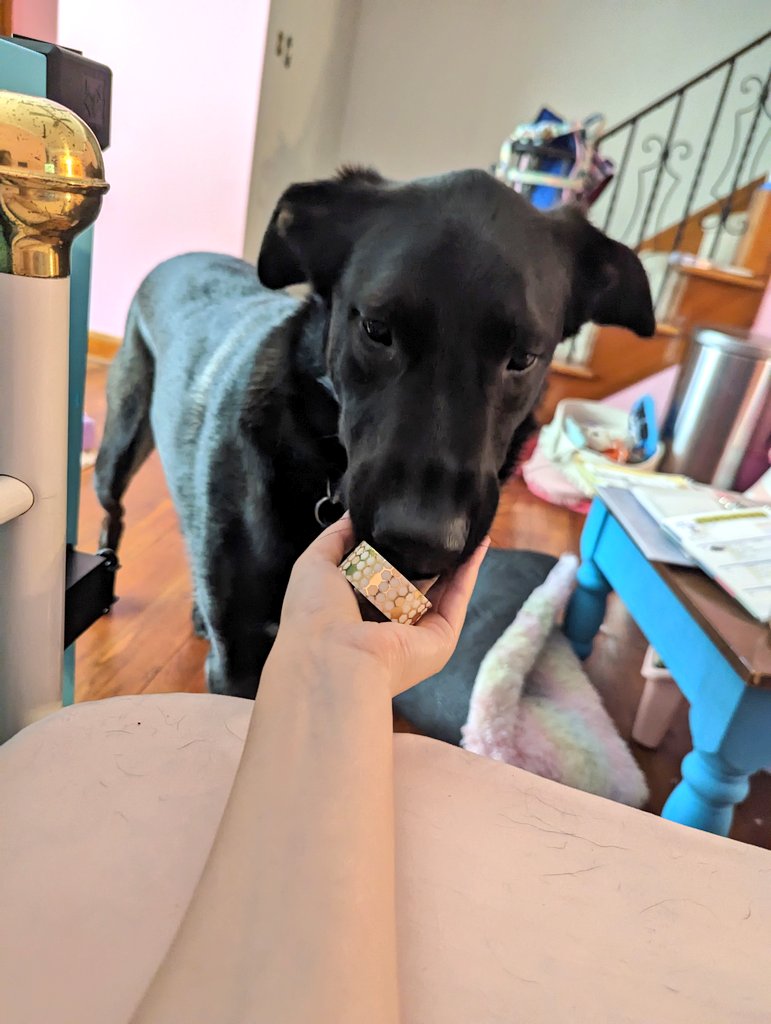 4/24/2023: Hiccup has no pawticular thoughts about today's finds. He describes himself as "head empty."

#MondayMotivation #dogsoftwitter #MondayThoughts