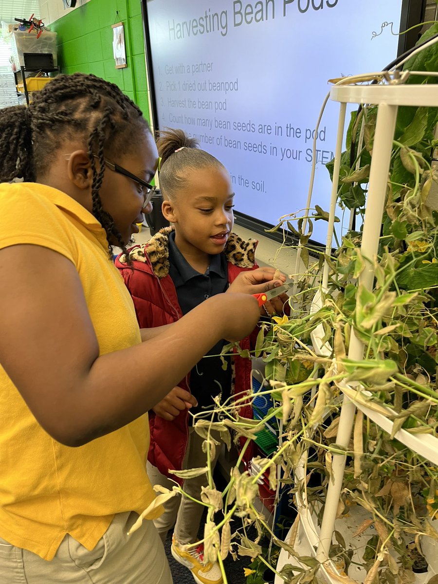 LouisAmodio's tweet photo. How can you grow new plants without buying seeds? By harvesting, of course! 2nd grade gets hands on harvesting and planting peas from our hydroponic garden. Bringing life cycles to life! @APSClevelandES @TheCAEPrincipal @APS_K5Science https://t.co/054jrq4Aem