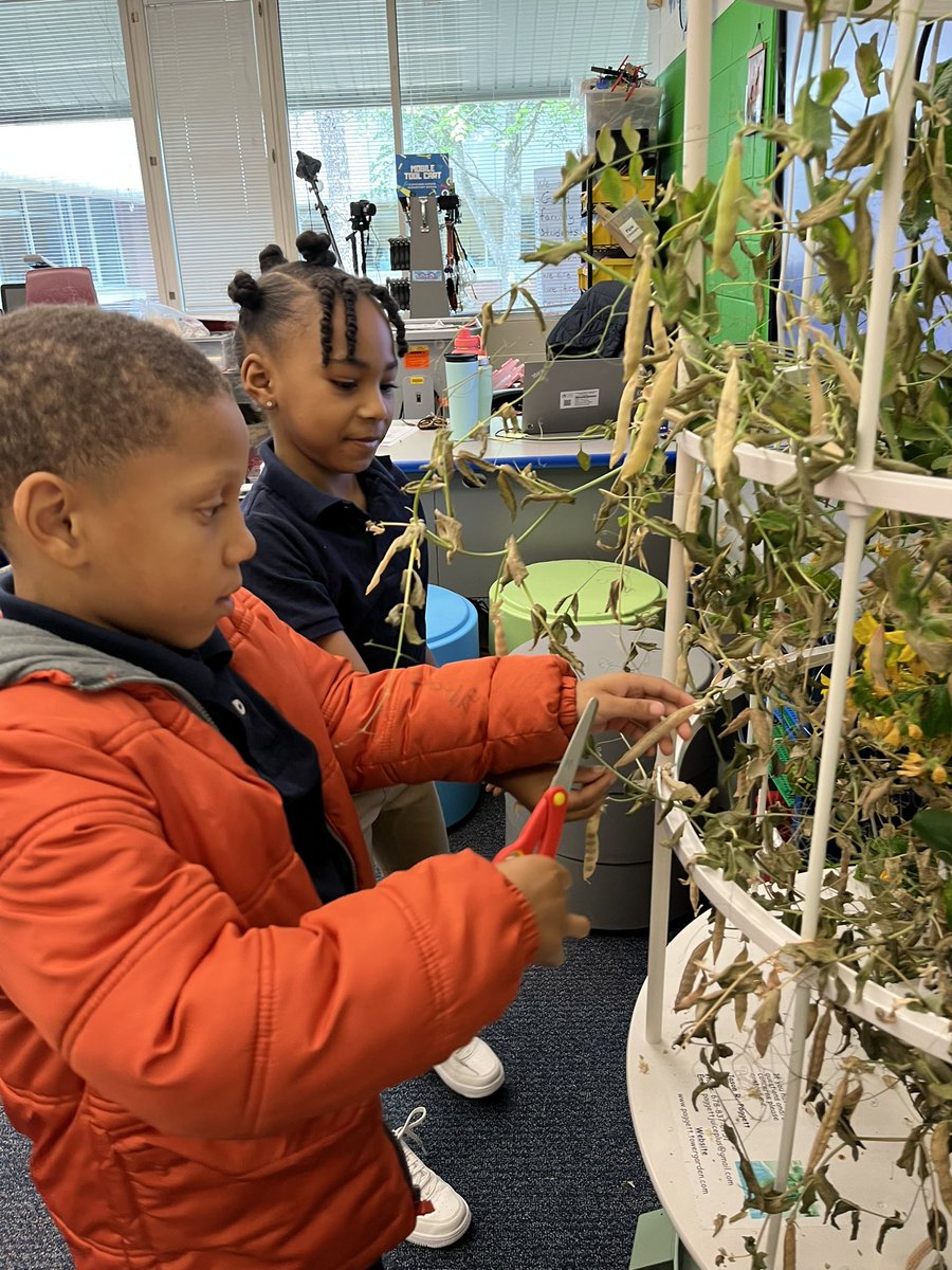 LouisAmodio's tweet photo. How can you grow new plants without buying seeds? By harvesting, of course! 2nd grade gets hands on harvesting and planting peas from our hydroponic garden. Bringing life cycles to life! @APSClevelandES @TheCAEPrincipal @APS_K5Science https://t.co/054jrq4Aem