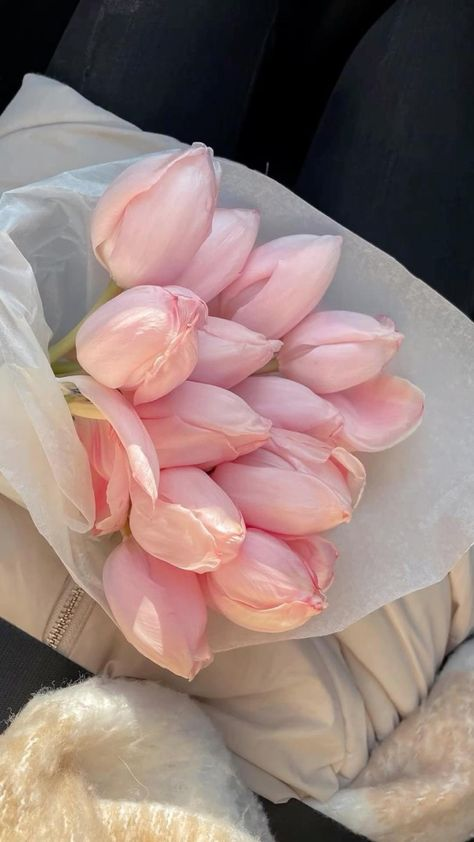 Pink tulips