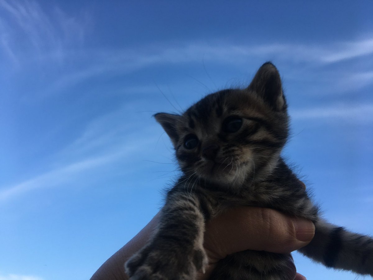 ArapFiplii's tweet photo. Yuva arıyorum. Şu an bir aylıklar, annelerini emiyorlar. 2 aylık olunca yuvalandıracağım. Yer; izmir, Buca
Şehir içine yuvalandırılacaktır. https://t.co/nNSnfdNFmF