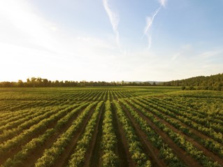 Tras la comida, el panel 4 de 15:30 a 16:45 “El impacto del cambio climático en el sector primario: adaptación y supervivencia”, incluye a Alberto G. de @GranjaAGM, Josep Maria R. de @familiatorres, Pablo M. del @BC3Research y @pabloresco 🍅🐄