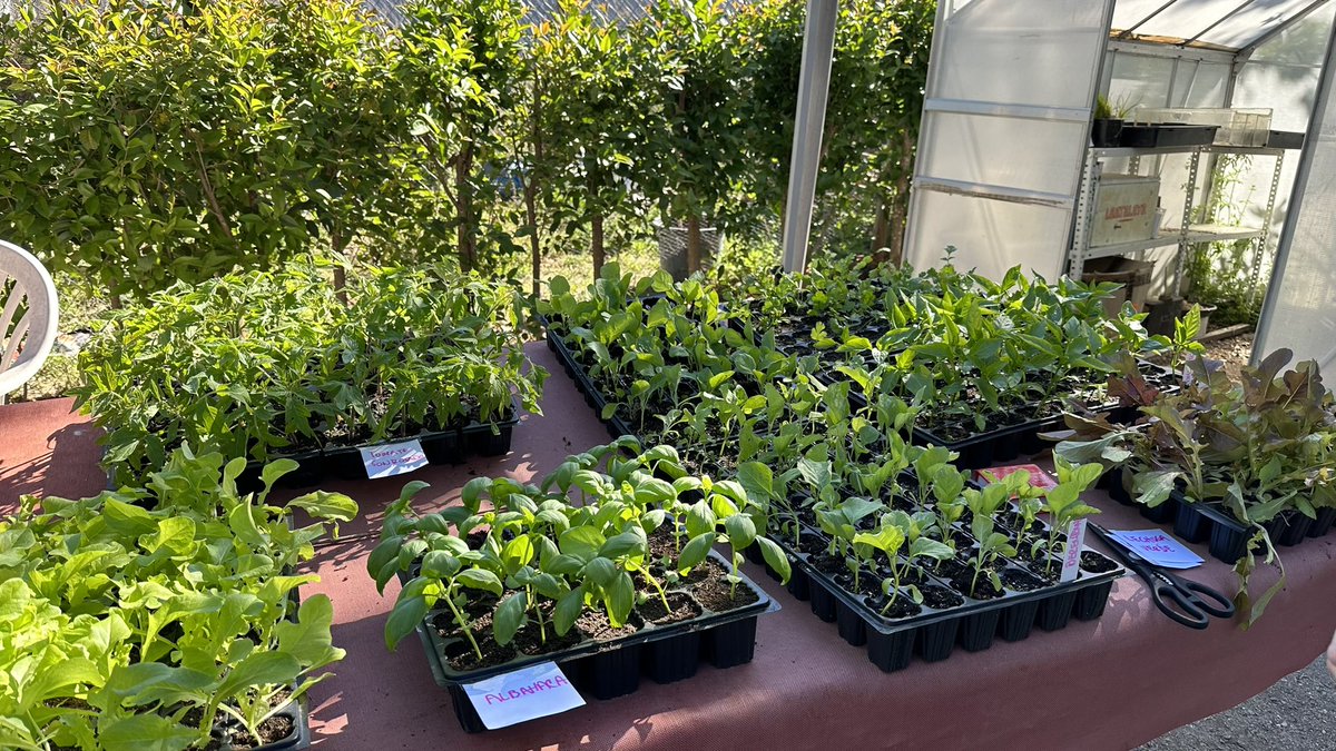 Iniciamos con mucha ilusión la temporada primavera/verano 2023 El Vivero de Estufas del Retiro nos ha dado estas bellezas que mimaremos mucho.
<a href="/REHD_Mad/">Red Huertos Urbanos</a> 
<a href="/AVMontecarmelo/">Asociación Vecinal Montecarmelo</a>