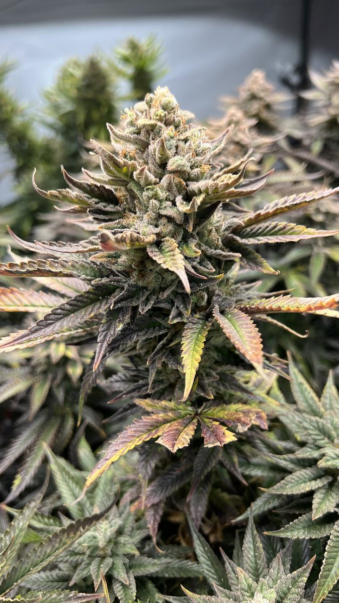 The time has finally come 😭😭🥲🥲 oh how I wish I didn’t have to kill them 🥲 #harvest #hellajelly #marshydro #cannabisindustry #growyourown #WeedLovers #Mmemberville #week10 #CannabisCommunity