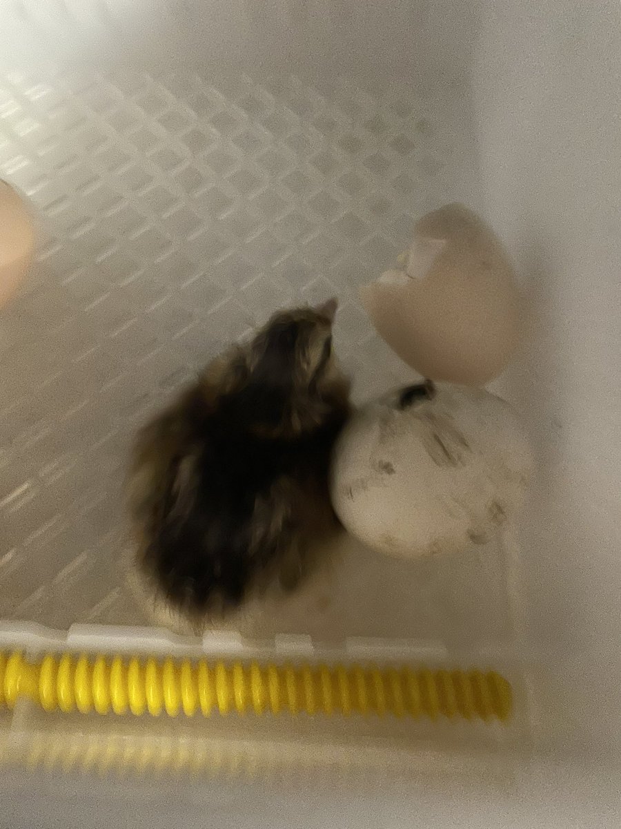 One little one hatched so far!