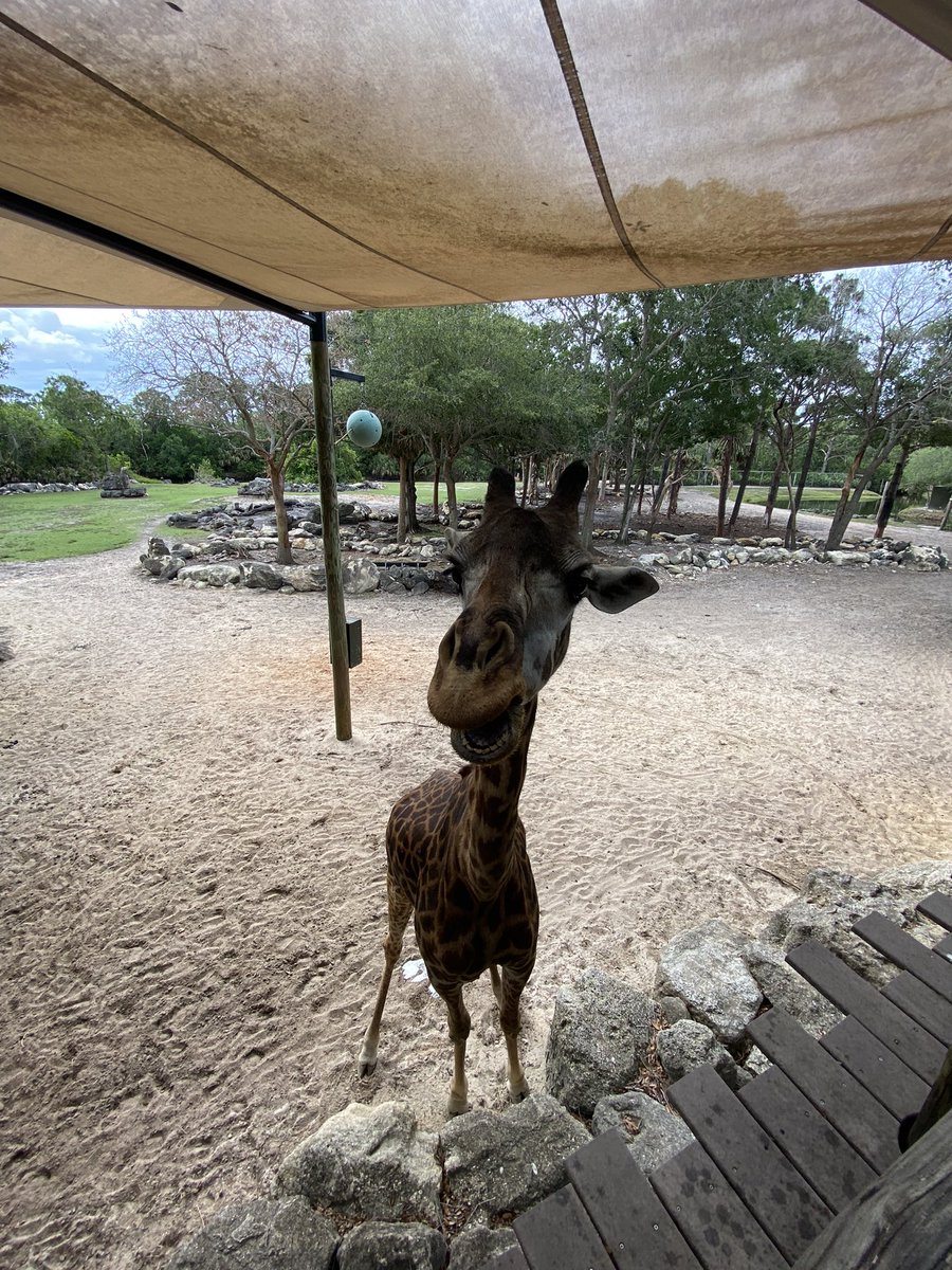 Michelle Tamblyn tweet media