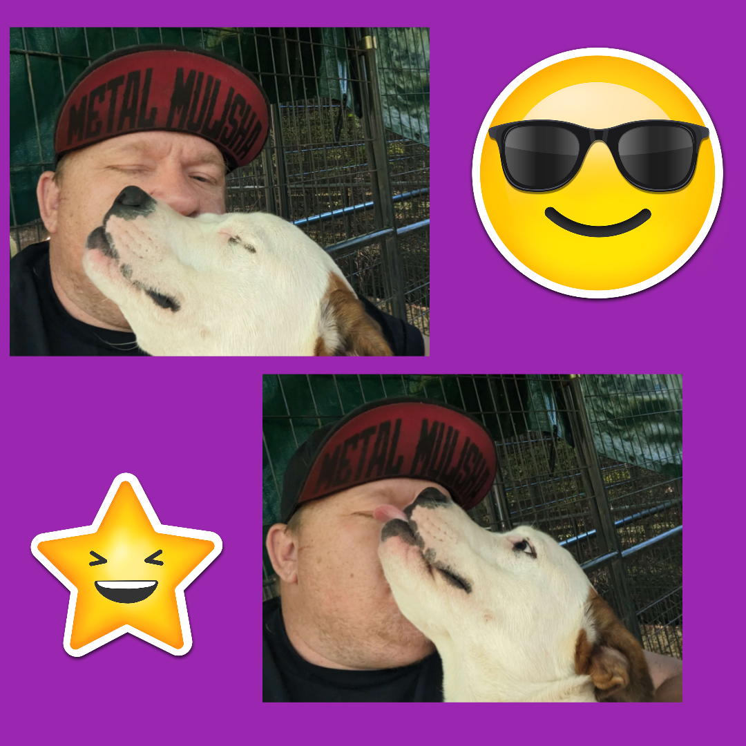 wolfpunxnft's tweet photo. Meet Dell, the sweet bulldog mix with a heart of gold. Rescued and cared for by a our dedicated team and she's ready for her forever home. Let's help her find the loving family she deserves! #adoptdontshop #rescuedog #bulldogmix 🐶🐾❤️ https://t.co/bxBWuh2ERE