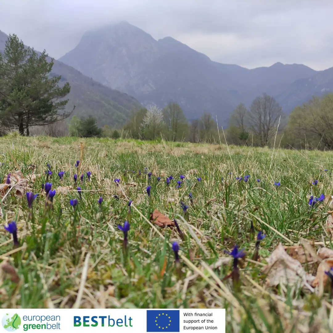 ReteItalia_EGB's tweet photo. BESTbelt Project updates: our experts selected the trees and invasive shrubs that will be removed to give sun and space to the alpine meadow's typical botanical communities.
Actually, everyone should be given more sun and space!
#bestbeltlusevera22 #bestbelt #egb #riegb #un_env https://t.co/hlFGBqxjX7
