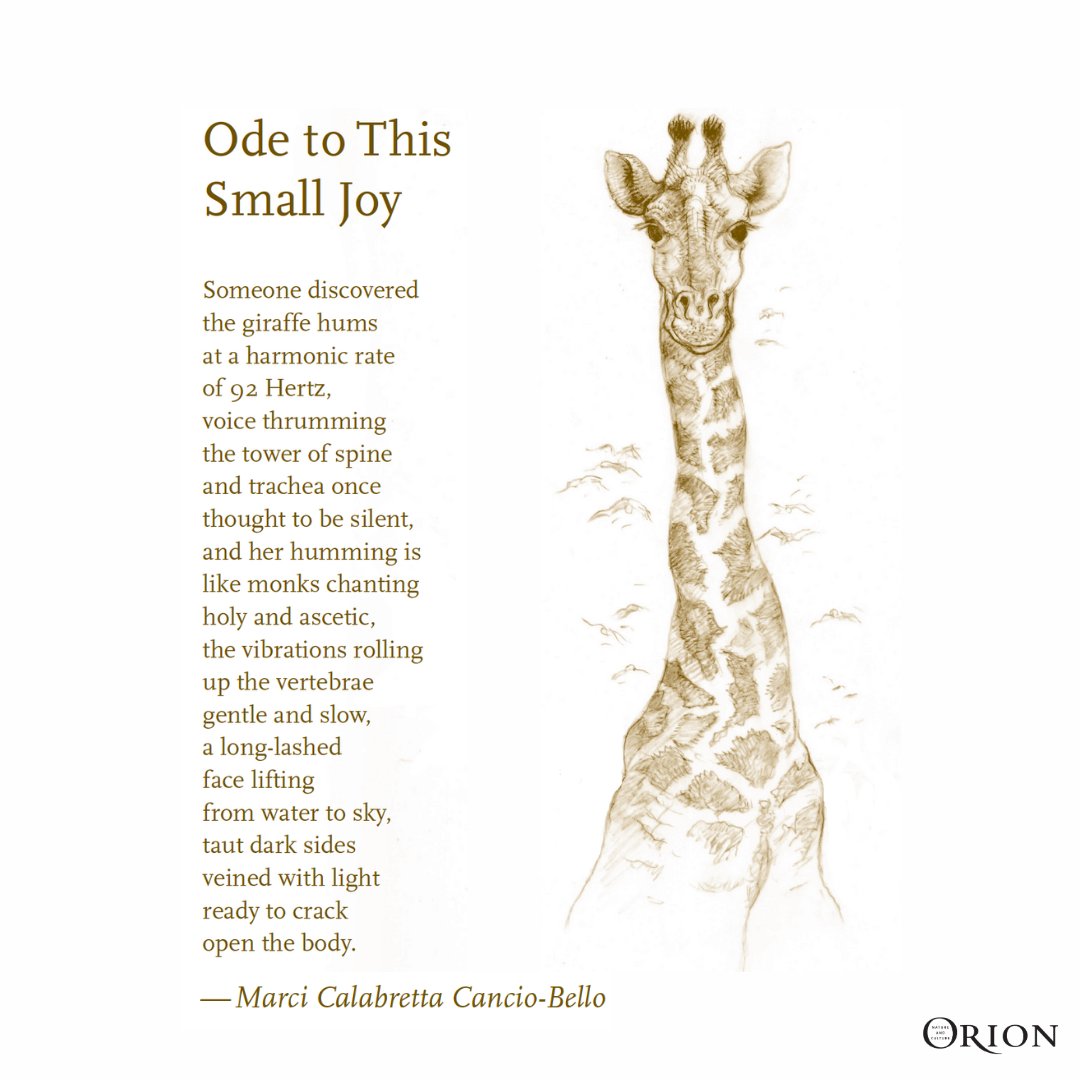 "Ode to This Small Joy," a poem by <a href="/MarciCalabretta/">Marci Calabretta Cancio-Bello</a> from our autumn 2018 issue. 

#NationalPoetryMonth