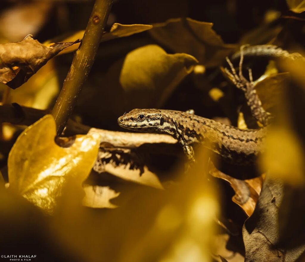 LKPhotoAndFilm's tweet photo. Soaking In The Sun. 

A Wall lizard tries to hide among fallen leaves as it tries to bathe in the sunshine. 
In spring these wonderful creatures emerge from hibernation and can be found around rocky environments such as boulders, rocks and walls. 
As soo… https://t.co/A4pwXgBmFK https://t.co/jAY5smg9tU