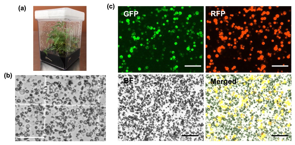 bioprotocolbyte's tweet photo. Check out this protocol for #poplar #mesophyll #protoplast isolation followed by protoplast transformation and image analysis for the selection of valuable synthetic promoters:
https://t.co/rrjv23lAZP
👏@Amir_Ahkami and colleagues #synbio #plantsci https://t.co/wouzEsw9yf