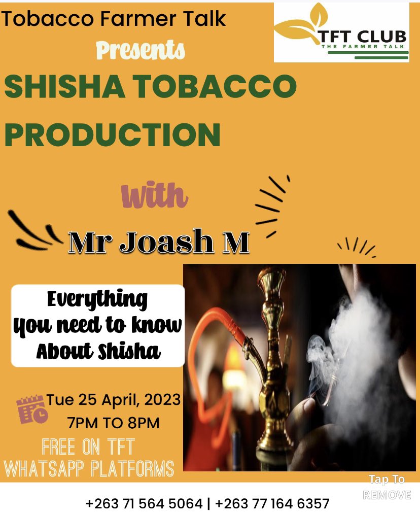 Tobacco Farmer Talk (@thefarmertalk) on Twitter photo Team
Tomorrow we talk Shisha Production!
This is the new gold in town!
Join us for enlightenment
<a href="/basera_john/">John Basera</a> <a href="/RutendoNyandor4/">Rutendo Nyandoro</a> @phinie15 <a href="/MutambaTinashe/">Tinashe Mutamba</a> <a href="/TamaTrust/">TAMA Farmers Trust</a> <a href="/ZimbabweTobacco/">Zimbabwean Tobacco Enthusiast</a>
chat.whatsapp.com/G4k3K066tAE9cG… Team
Tomorrow we talk Shisha Production!
This is the new gold in town!
Join us for enlightenment
<a href="/basera_john/">John Basera</a> <a href="/RutendoNyandor4/">Rutendo Nyandoro</a> @phinie15 <a href="/MutambaTinashe/">Tinashe Mutamba</a> <a href="/TamaTrust/">TAMA Farmers Trust</a> <a href="/ZimbabweTobacco/">Zimbabwean Tobacco Enthusiast</a>
chat.whatsapp.com/G4k3K066tAE9cG…