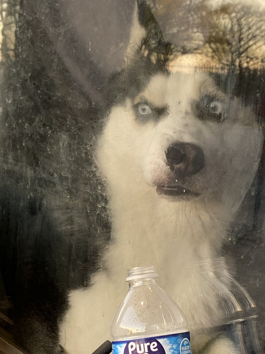 itscreepybaby's tweet photo. @takeoutfoodz *Pearl looking at Tika in disgust cuz she hates mondays* #huskyowner #ihatemondays https://t.co/3NGZrNmsrF