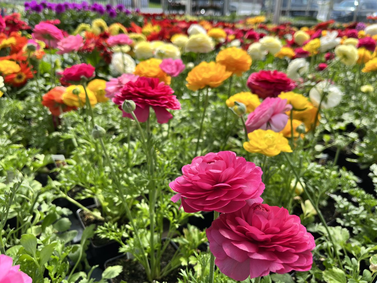 Shady Maple tweet media