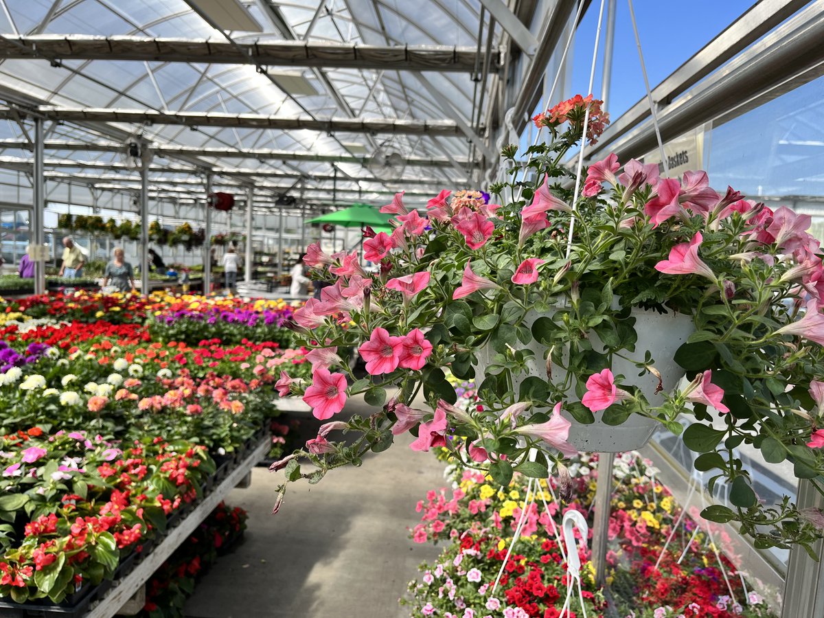 Shady Maple tweet media