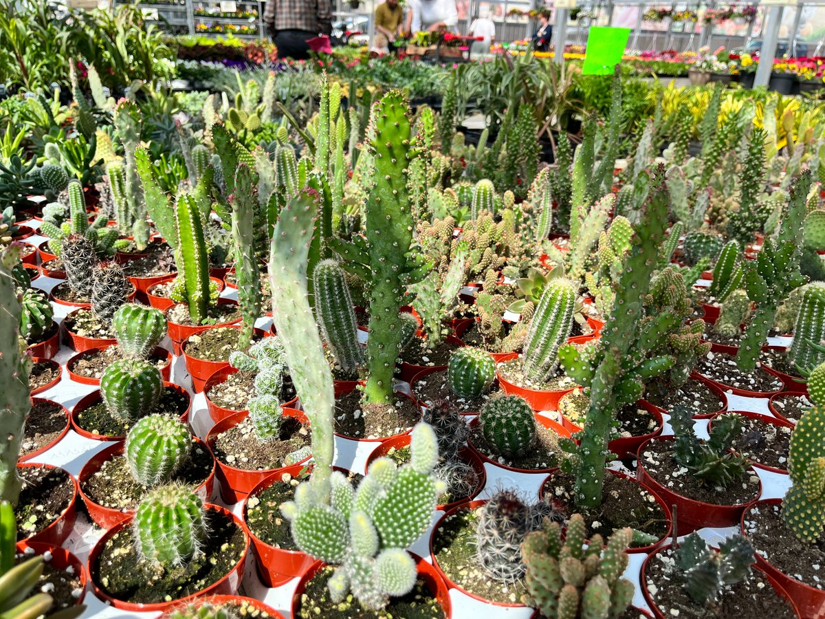 Shady Maple tweet media