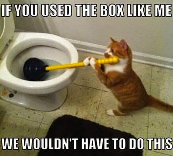 Neilfan12's tweet image. 🐱🚽 #Cat #Plumber 🪠 #Unclog #Toilet 🚽🐱