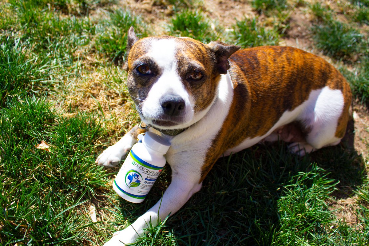 usaVST's tweet photo. Olive the Dog is excited about Prescript Assist, VST's flagship product.

Visit https://t.co/rv5kXnUkZ0 to learn more about when we go live and to sign up for more updates about our FREE Membership to discounts, exclusive products, videos and more
Stay Tuned for more.... https://t.co/qKAaryzwMg
