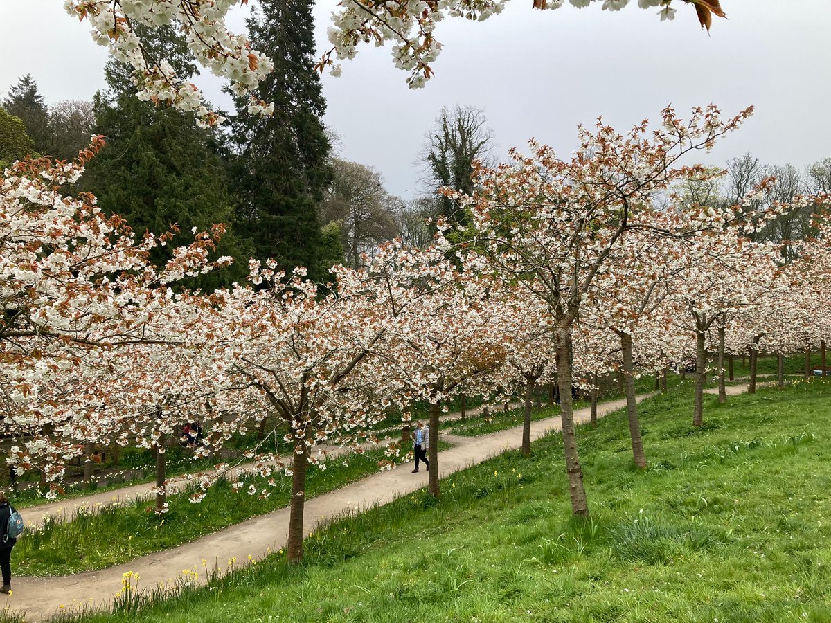 RaquelMallers's tweet photo. Visited the Cherry Orchard @AlnwickGarden last saturday. It has the largest collection of ‘Taihaku' cherry blossom in the world 🌸 and only flowers for 2 weeks of the year. Breathtaking and serene space. Time to pause and reflect. https://t.co/RuTMm4xgER