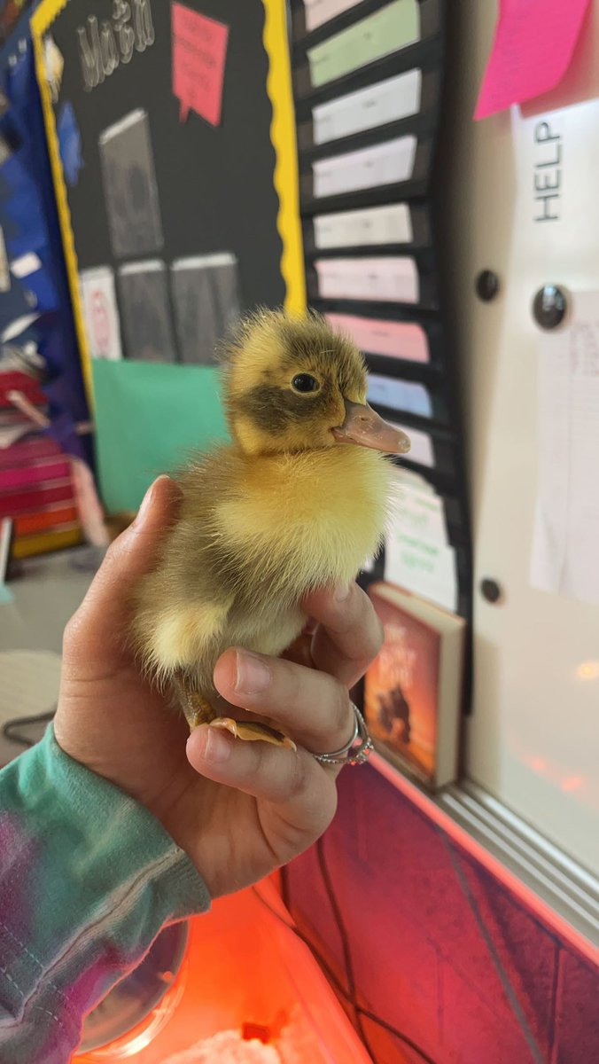 MrsArtrip's tweet photo. Thank you Mrs. Squires for bringing in day old turkeys! It was neat comparing them to the baby chickens we have, oh and the baby ducks! It’s been pretty eventful up here in third grade 🐣 https://t.co/Ri1f16INO2