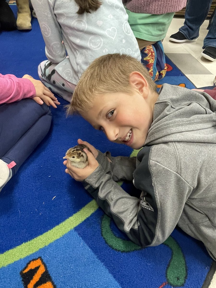 MrsArtrip's tweet photo. Thank you Mrs. Squires for bringing in day old turkeys! It was neat comparing them to the baby chickens we have, oh and the baby ducks! It’s been pretty eventful up here in third grade 🐣 https://t.co/Ri1f16INO2