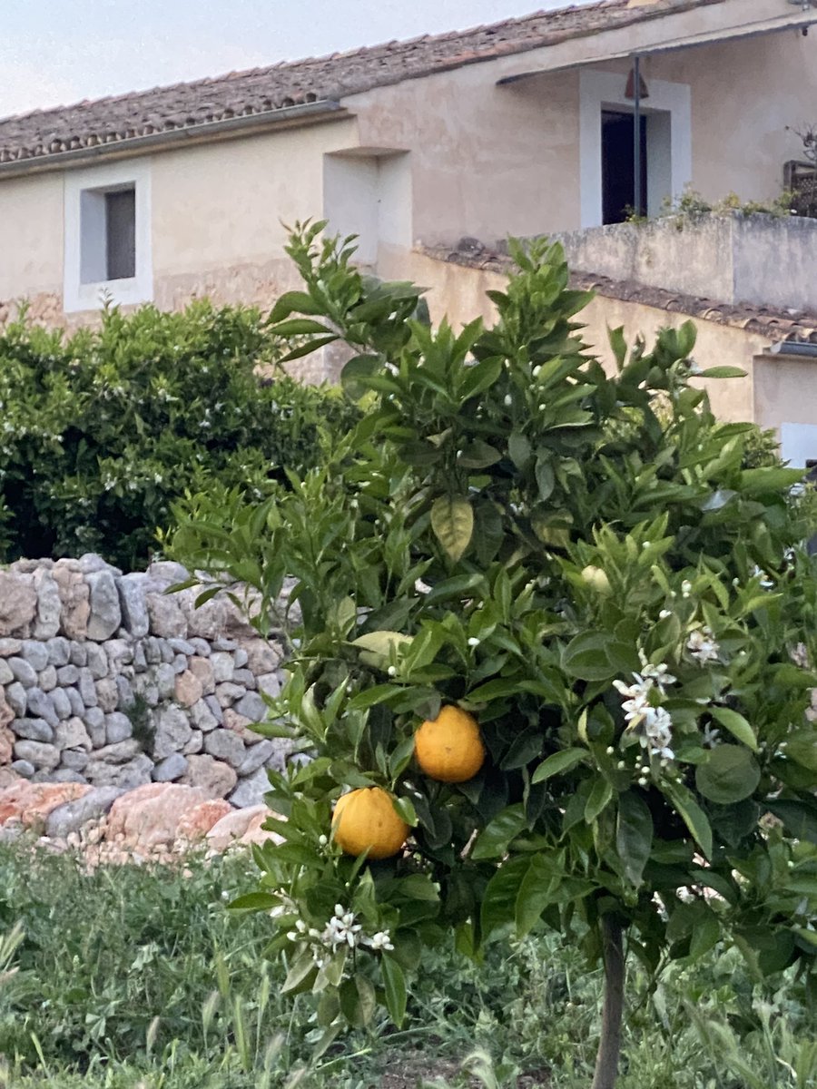 Deeply appreciate the care and sustainable methods in use at Bini Comprat in Mallorca - 500 yrs in the family olive farm and vineyard with a citrus orchard and farm garden
