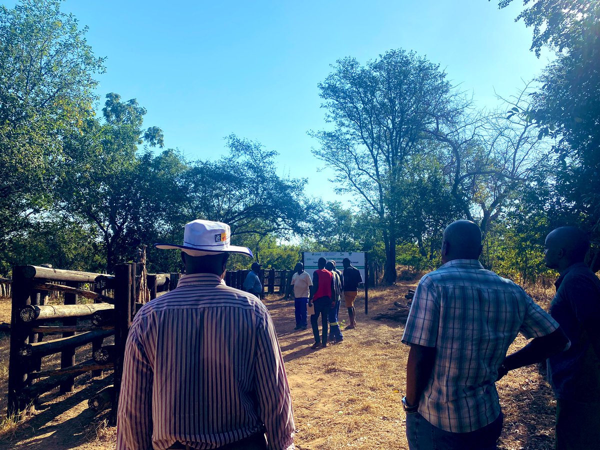 Cattle are vaccinated, goats crossbreed for better results, solar powered water piped to communities, wildlife-human conflict reduced thanks to @euinzim funding & @faosfsafrica support local authorities complementing Government’s devolution fund reaching the last mile #LNOB