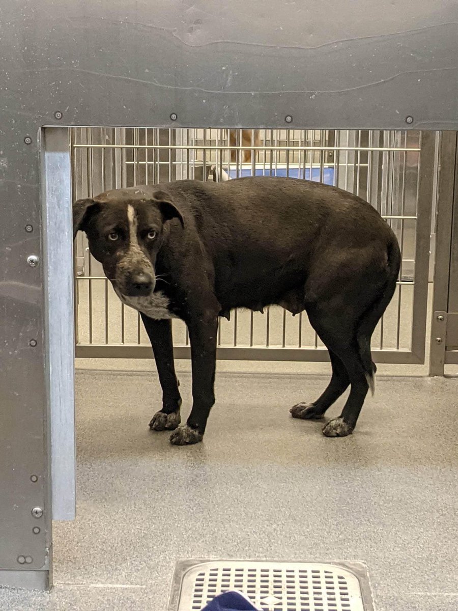 🥺THIS IS SO SAD FOUND WITH HER PUPPIES 😭THEN SEPARATED FROM THEM AND NOW WILL BE EUTHANIZED 😭😭💔💔 🚨**In Pre-Euthanasia**RESCUE ONLY Jade A1178080 Age: 3 years 📞 214-670-6800 📧 dasrescue@dallas.gov #Dallas #TX #Texas #DFW #dogsoftwitter