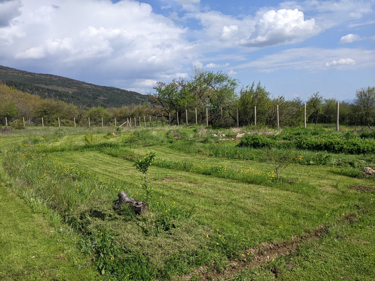 Balkep's tweet photo. With a hammock now in place, we only need a stove to make a cuppa and the first development phase is complete.
#edibletrees #plantsforforestgardens #bulbs #regenerative #gardens #wildlifegarden #edibleshrubs #gardendesign #polycultureorchard #seeds #gardeners #landscape #trees https://t.co/oZA1tKGVhl