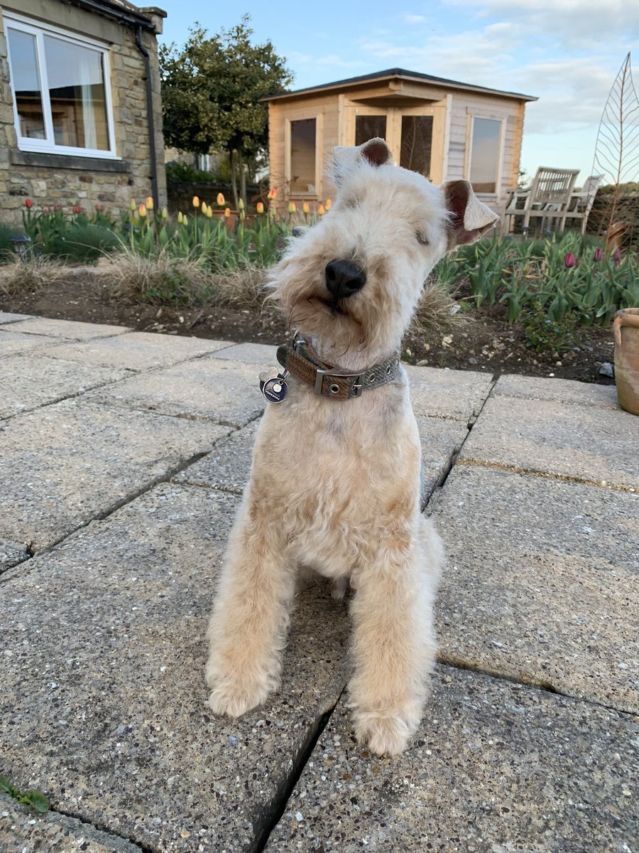 StanleyLakeland's tweet photo. I’ve had a furcut 😬 https://t.co/B5luYLE0bI