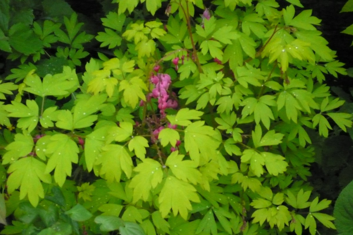 Love all the Laprocapnos varieties; this is Gold Heart cheering up a dark north border, just wish they were still Dicentras !
#GardensHour #GoldFoliage #ShadePlants #Dicentra #YorkshireGarden