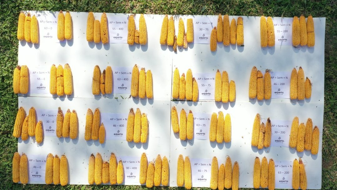 Interacción NxDxA, buscando ajustar nitrogeno y densidad en ambientes <a href="/GonzalezMidon/">jose nicolas gonzalez midon</a> 

Los datos de cosecha después se integran para analizarlos mediante modelos de regresión. 
<a href="/mariano_javier4/">Mariano Granatelli</a> <a href="/StortiSebastian/">Sebastian Storti</a>