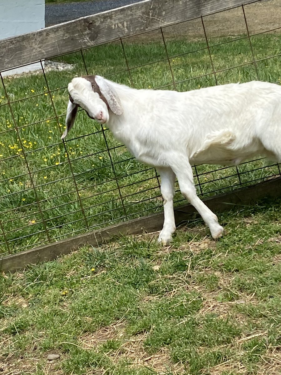 ElanaMintz202's tweet image. “You did WHAT on a Monday?” 

#ThisIsOutdoorLearning #EquitableOutdoorEducation #NatureNearSchools @DOEE_DC @AliceFerguson @es_cleveland @UrbanAdvSquad