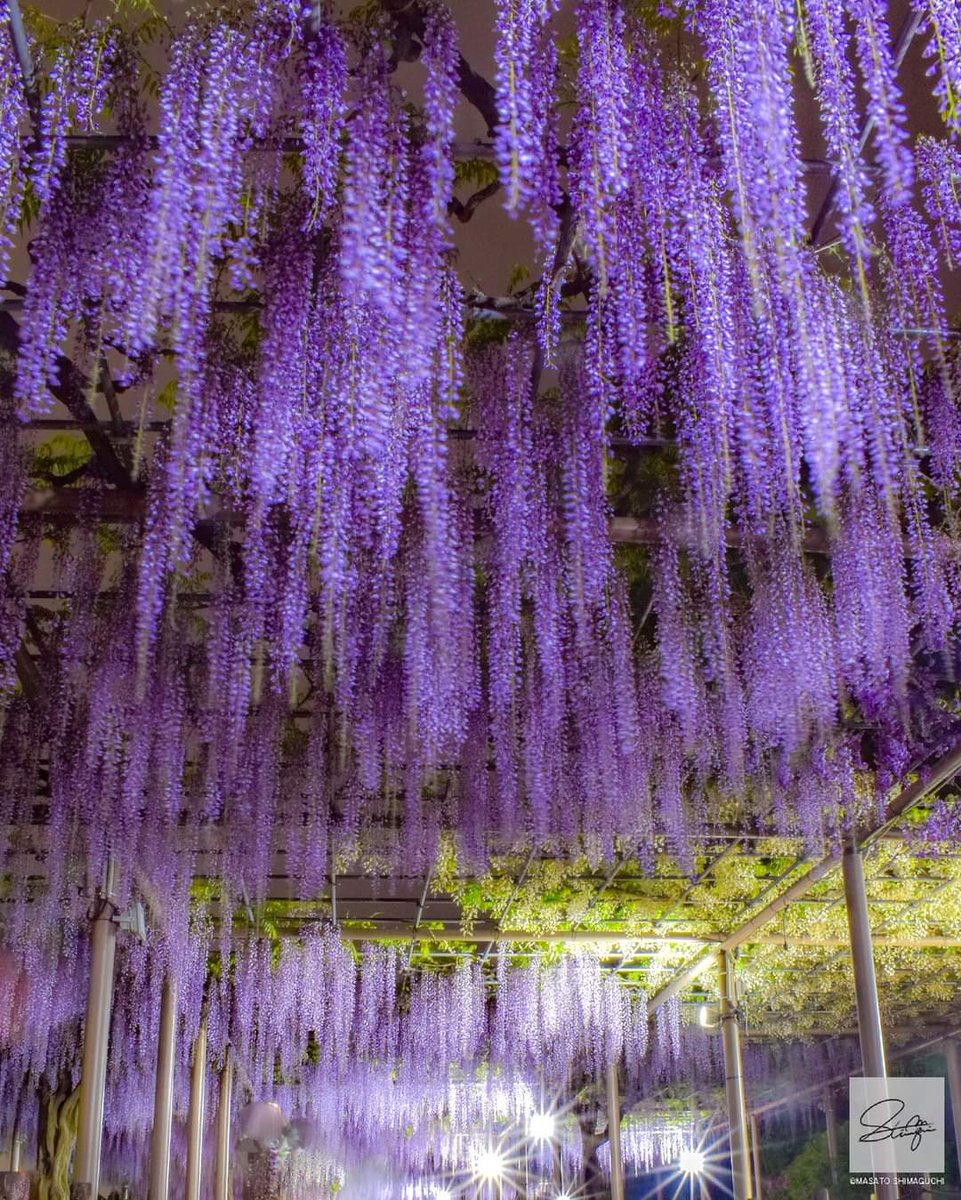 Location: #愛知
Date:2023.4
Camera: #Cannon

#藤
#ふじ
#藤棚
#曼陀羅寺
#露光
#japan
#aichi
#ライトアップ
#wisteriaflowers
#impressed_jp