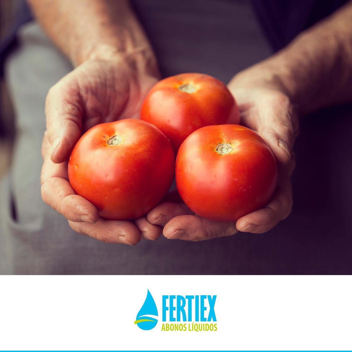 ▪️La siembra del tomate 🍅 en Extremadura es una actividad importante que se realiza desde marzo-abril hasta septiembre. Es importante planificar la siembra y elegir las variedades de tomate adecuadas para asegurar una producción constante.